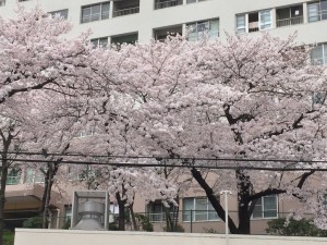 桜　大吉