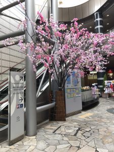 桜（サンプラザ前）