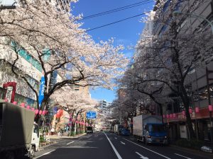 中野店は桜が満開です🌸